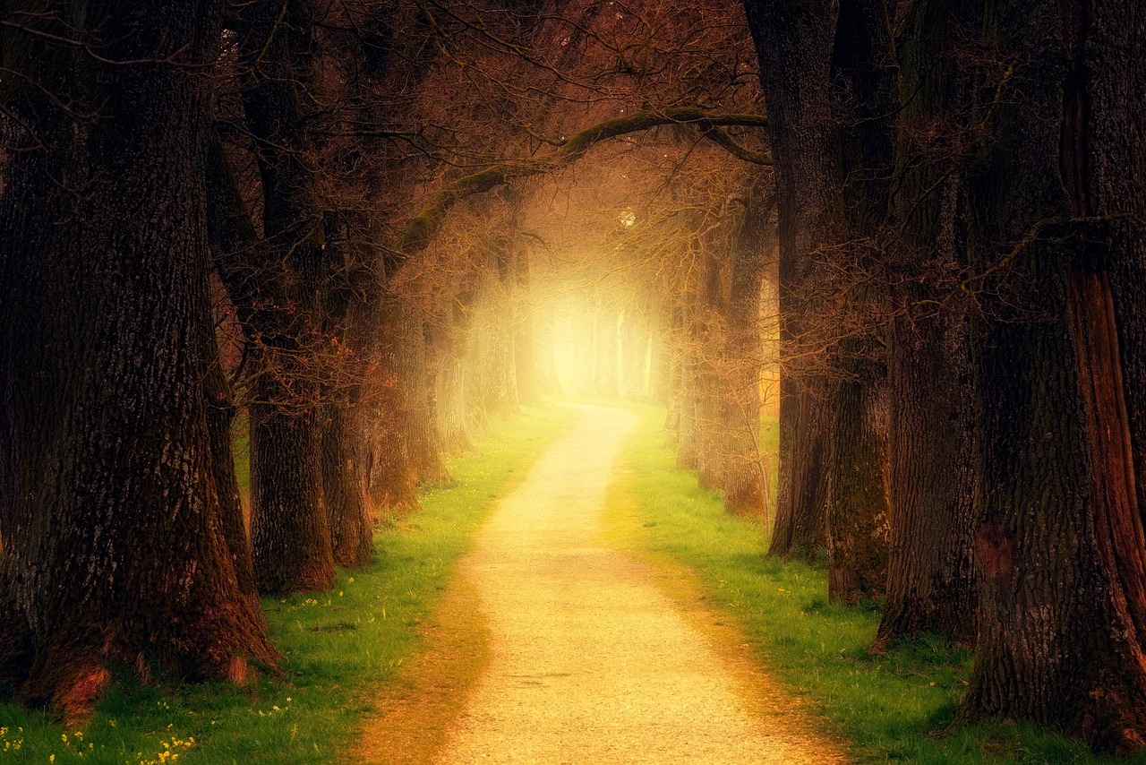 tree, forest, path-3094982.jpg